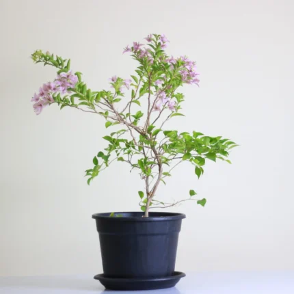 قصرية ورد هديه