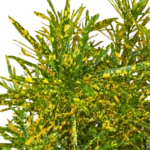 Codiaeum 'Gold Star'