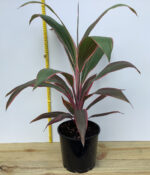 Cordyline Fruticosa Pink Diamond