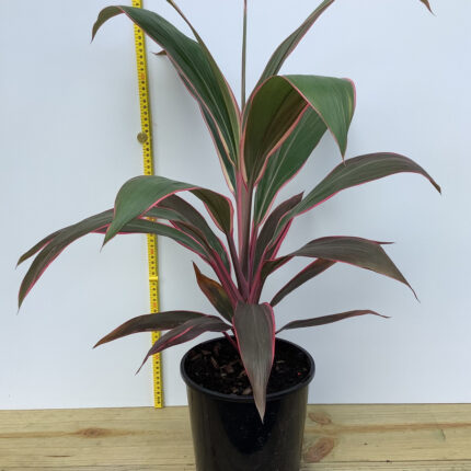 قصرية ورد هديه