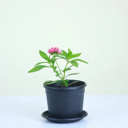 قصرية ورد هديه