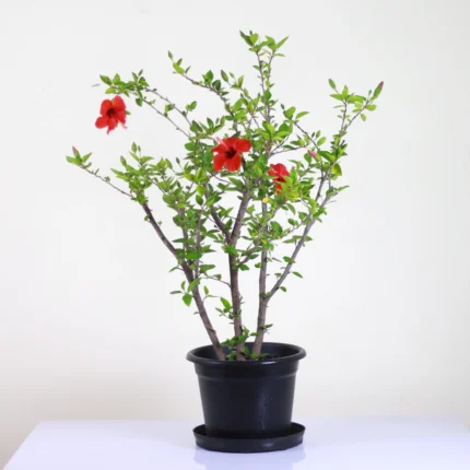 قصرية ورد هديه