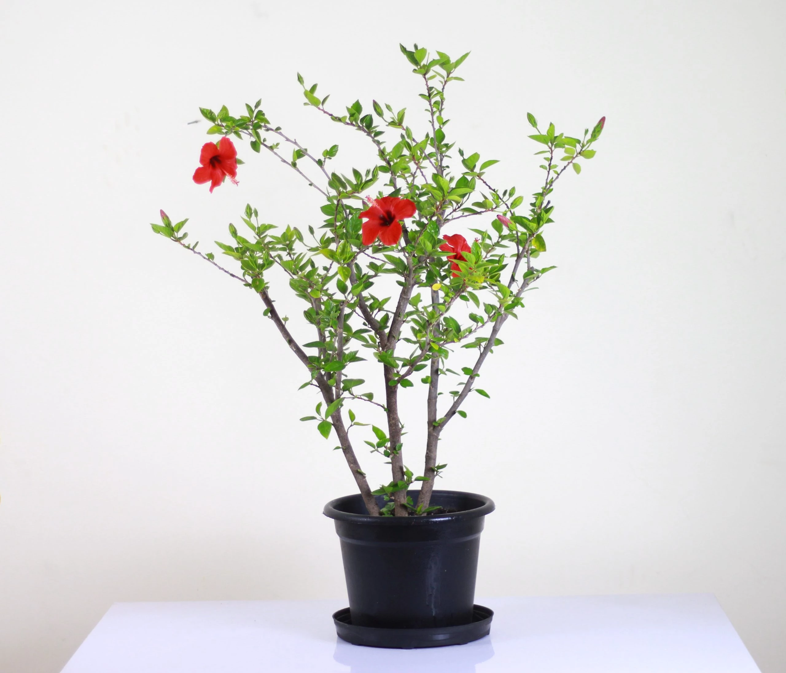 hibiscus- هيبسكيس - الصورة 1