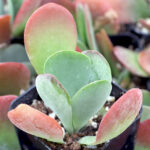 Kalanchoe luciae