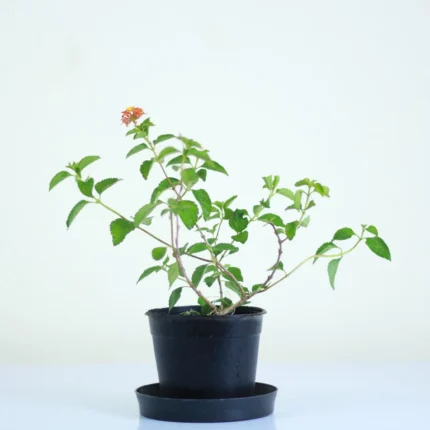 قصرية ورد هديه