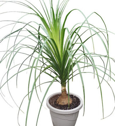 قصرية ورد هديه