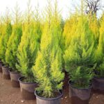 Lemon Scented Monterey