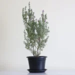 ليكوفيليوم